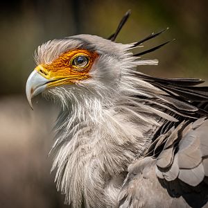 Secretary Bird
