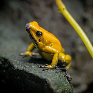 Golden Poison Frog