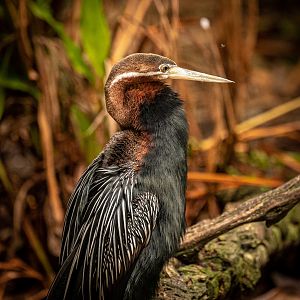 African Darter