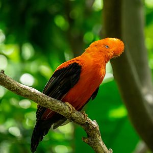 Andean Cock Of The Rock