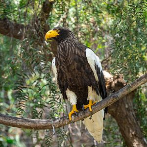 Steller’s Sea Eagle