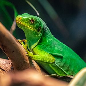 Fiji Banded Iguana