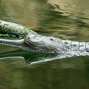 Indian Gharial