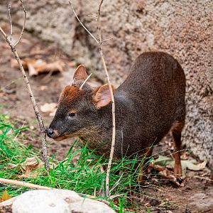 Southern Pudu