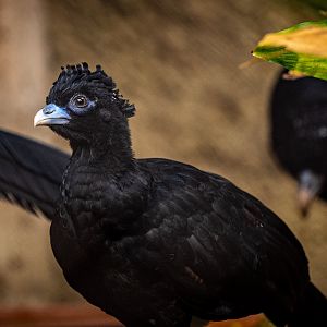 Blue Billed Curassow chick