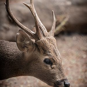 Calamian Deer