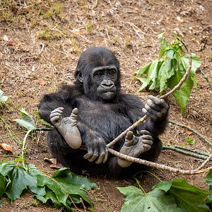 Angela the Western Lowland Gorilla