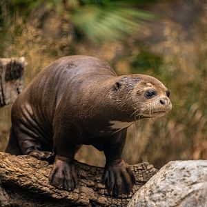 Giant Otter