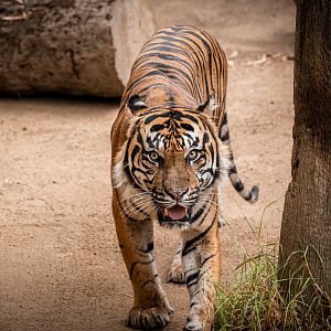 CJ the Sumatran Tiger