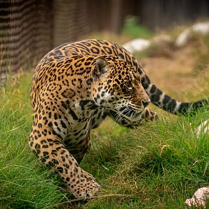 Kaloa the Jaguar