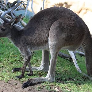 Western Grey Kangaroo