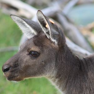 Western Grey Kangaroo