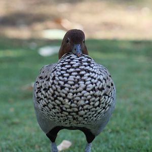 Australian Wood Duck