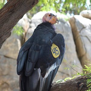 California Condor