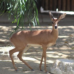 Cape Steenbok