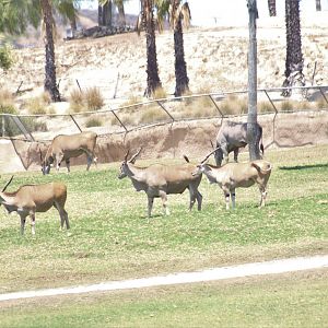 Patterson's Eland