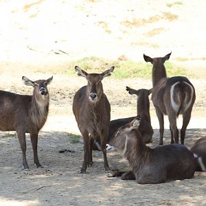 Ellipsen Waterbuck