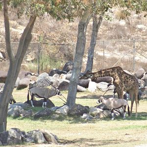 Gemsbok + Masai Giraffe