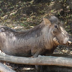 Southern Warthog