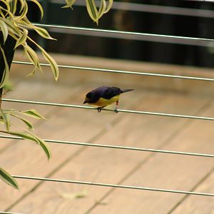 Violaceous Euphonia