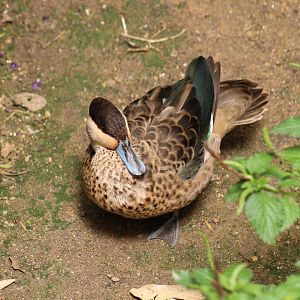 Blue-Billed Teal