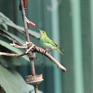 Green Honeycreeper