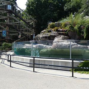 Humboldt Penguin Exhibit - Aug. 2021