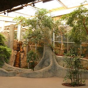 Gorilla Exhibit, Primates of the World/Apes of Africa - Aug. 2021