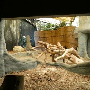 Gorilla Exhibit, Primates of the World/Apes of Africa - Aug. 2021