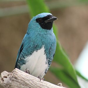 Swallow Tanager