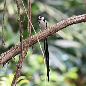 Pin-Tailed Whydah