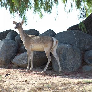 Barbary Deer