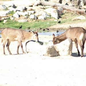 Defassa Waterbuck