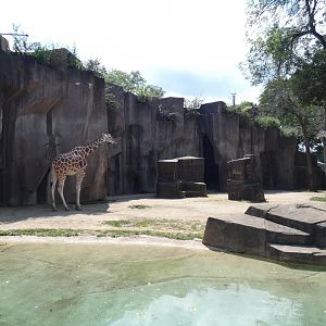 Giraffe Exhibit - Aug. 2021
