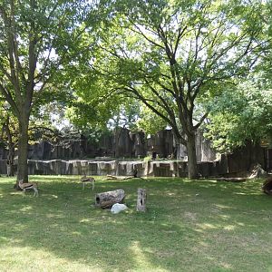 African Savannah Yard/Cheetah Exhibit, Africa/Asia/South America - Aug. 2021