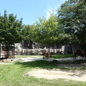 Asia Yard/Outdoor Tiger Exhibit, Africa/Asia/South America - Aug. 2021