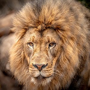 Ernest the African Lion