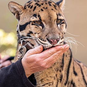 Haui the Clouded Leopard