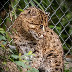 Fishing Cat