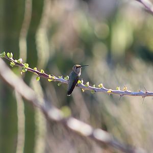 Costa's Hummingbird