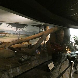 Serval Exhibit, Big Cat Country - Aug. 2021