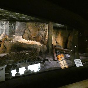 Jaguar Indoor Exhibit, Big Cat Country - Aug. 2021