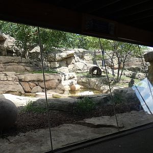 Snow Leopard Exhibit, Big Cat Country - Aug. 2021