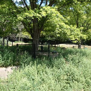 American Elk Yard - Aug. 2021