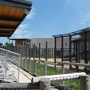 Elephants in Action Show, Adventure Africa - Aug. 2021