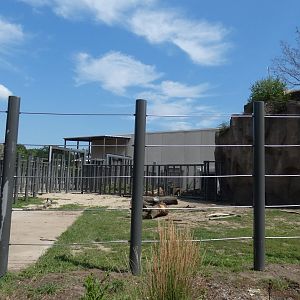 Elephants in Action Show Yard, Adventure Africa - Aug. 2021