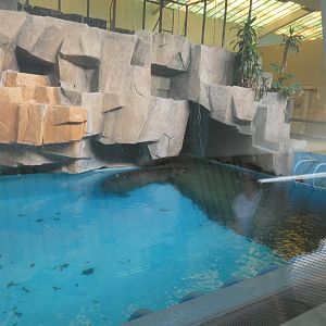 Indoor Hippo Exhibit - Aug. 2021