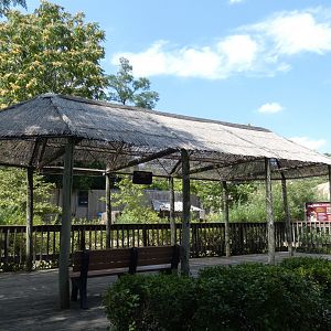 Red River Hog Exhibit, Hippo Haven - Aug. 2021