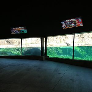 Hippo Exhibit, Hippo Haven - Aug. 2021