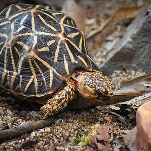 Indian Star Tortoise (Geochelone elegans)